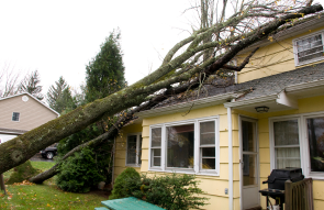 A large tree has fallen onto the roof of a yellow house, causing visible damage.