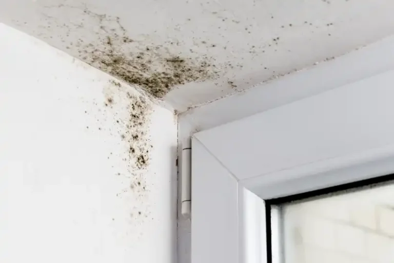 Black mold growing on the ceiling and wall corner above a white window frame may indicate a hidden leak—consider contacting a plumber near me for prompt plumbing repair.